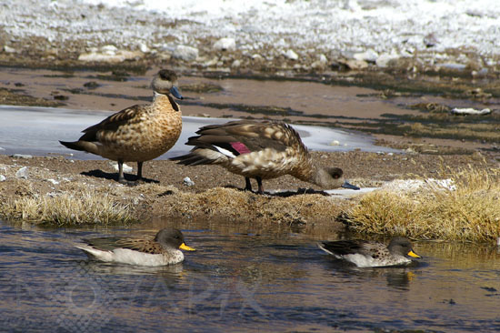 Canards de l'altiplano chilien