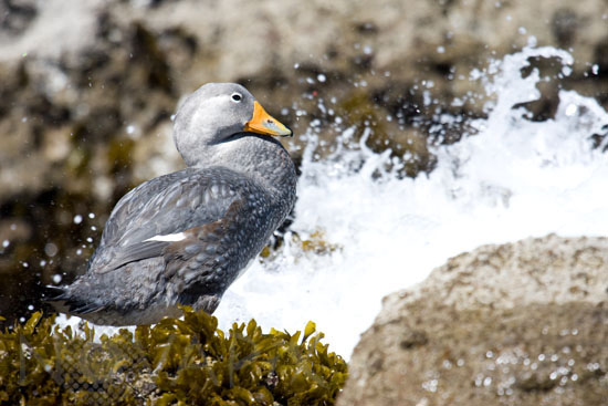 Magellanic Flightless Steamer Duck