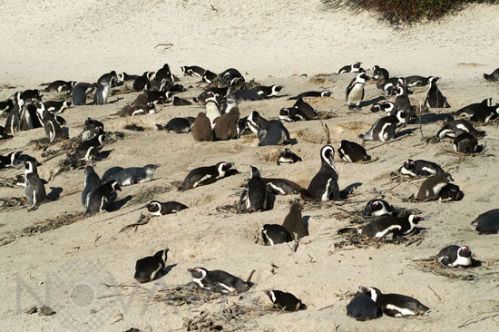 Manchots du Cap