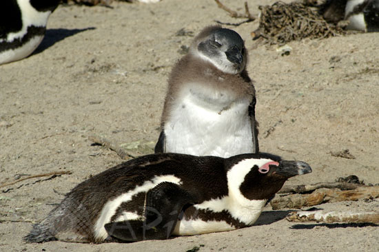 African penguin