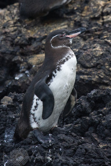 Manchot des Galapagos