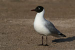 Mouette des Andes