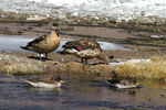 Canards de l'altiplano chilien