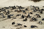 Manchots du Cap