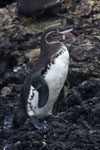 Manchot des Galapagos