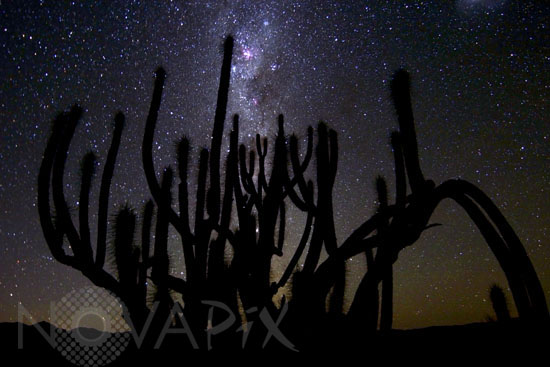 Cactus et Voie lactée